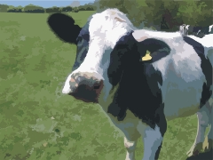 corelcow