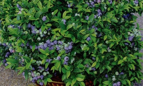 blueberrybushwide