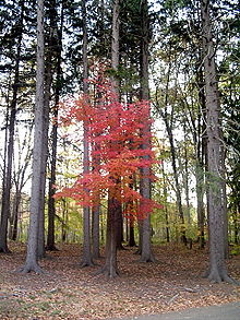 Numerous Pinicus Lecherous leering at a vulnerable maple