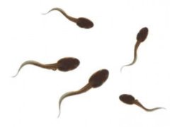 coreltadpoles