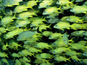 school of fish